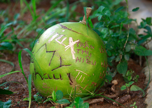 Nhiều[-]trái[-]đào[-]trong[-]quá[-]trình[-]bị[-]khắc[-]chữ[-]hết[-]nhựa[-]nên[-]rụng[-]xuống,[-]nằm[-]lăn[-]lóc[-]trong[-]vườn[-]chùa.